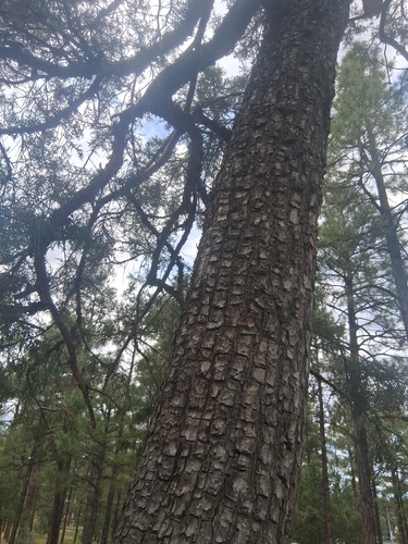 alligator juniper