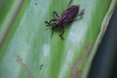 Sphenocorynes kosempoensis