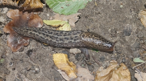 Leopard Slug