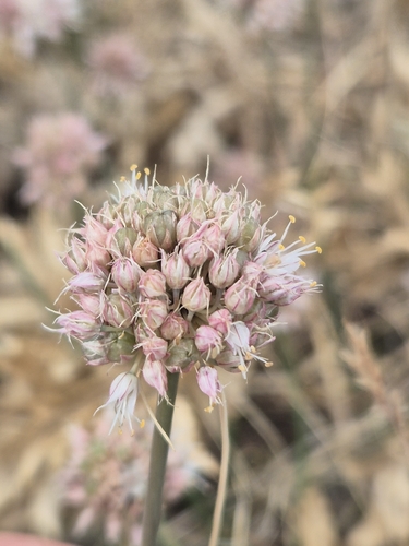 Allium austrodanubiense
