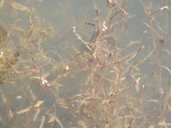 Potamogeton mandschuriensis