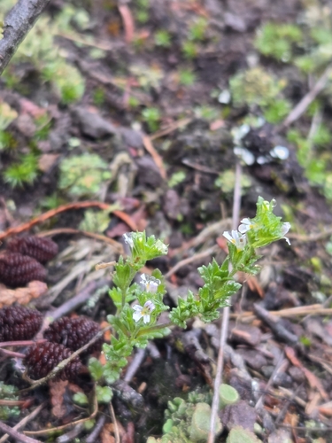 Euphrasia hudsoniana