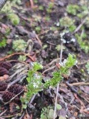 Euphrasia hudsoniana, photograph (c) Charlie Pavlisich, some rights reserved (CC BY)