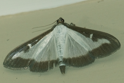 Box Tree Moth