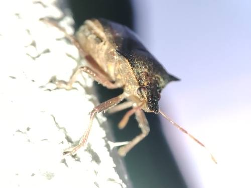 Spiny Shield Bug