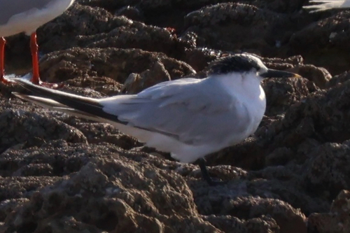 iNaturalist image