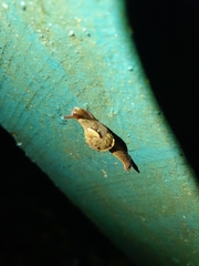 Fastosarion paluma