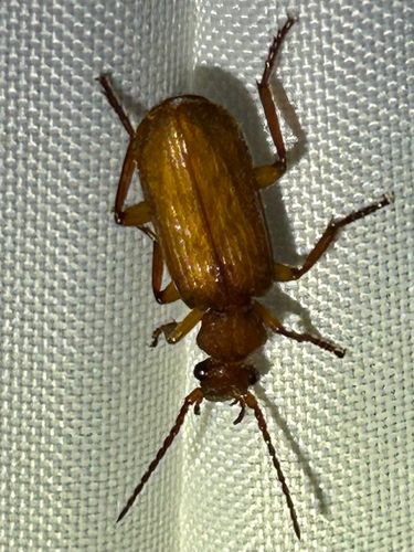 Flat-horned Ground Beetles
