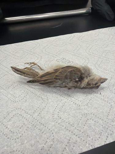 House Sparrow