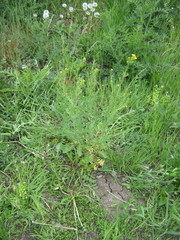 Sisymbrium loeselii