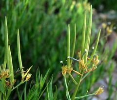 Amsonia palmeri