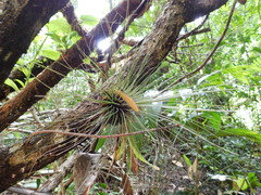Tillandsia filifolia