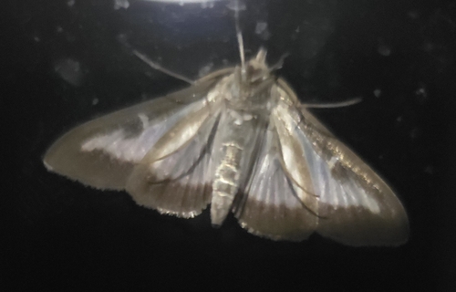 Box Tree Moth
