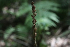 Erythrodes