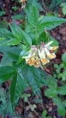 Vicia oroboides