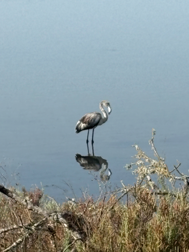 iNaturalist image