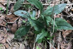 Erythrodes