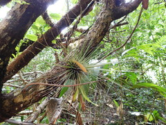 Tillandsia filifolia