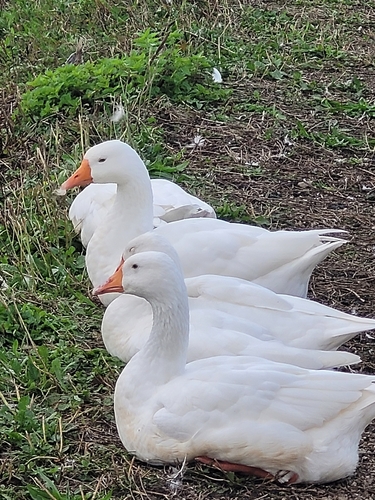 iNaturalist image