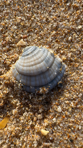 Clausinella fasciata, 2026-09-07