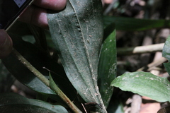 Erythrodes