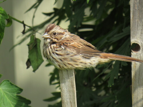 Song Sparrow