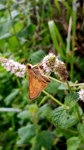 Huron Skipper