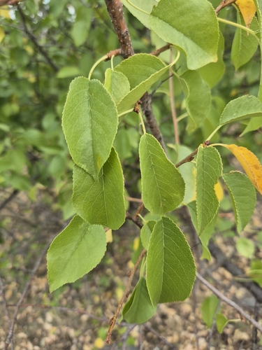 St Lucie Cherry