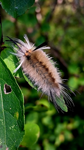 Banded Tussock Moth