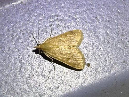 Garden Webworm Moth