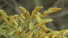 Phragmidium bulbosum