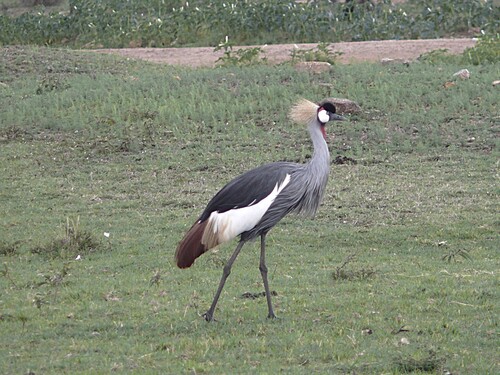 iNaturalist image