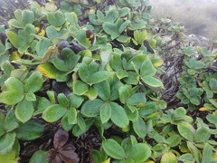 Macrolearia colensoi