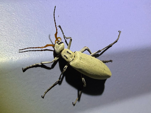 Neck-lined Blister Beetle