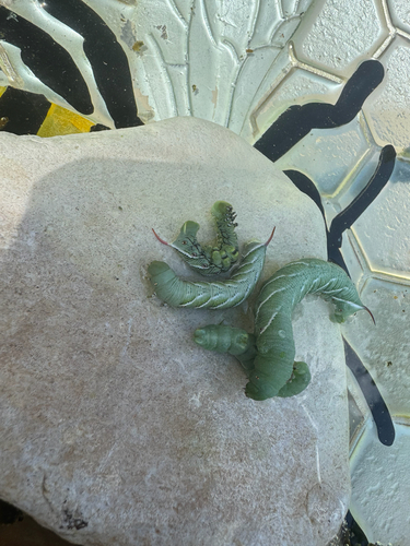 Carolina Sphinx