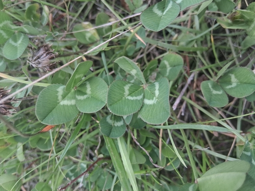 white clover