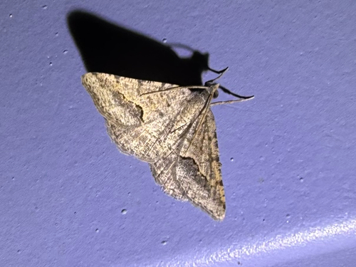 Signate Looper Moth