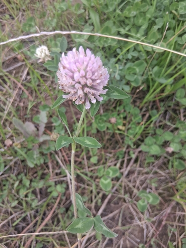 Red Clover