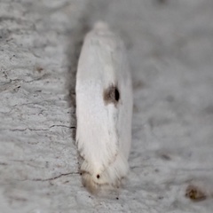 Pseudopostega quadristrigella