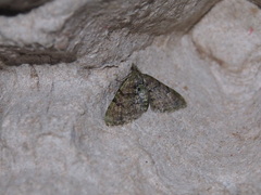 Chloroclystis conversa