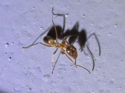Yellow Pyramid Ant