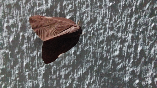 Brown Winged Plant Hopper