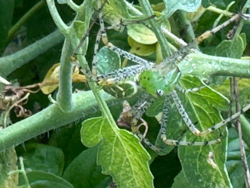 Green Lynx Spider