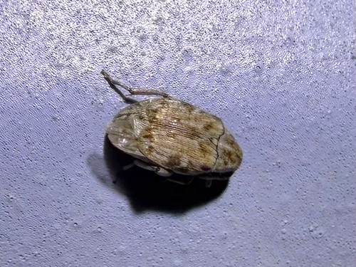 Prosopis Seed Beetle