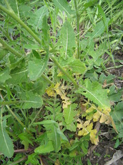 Sisymbrium loeselii