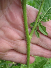 Sisymbrium loeselii