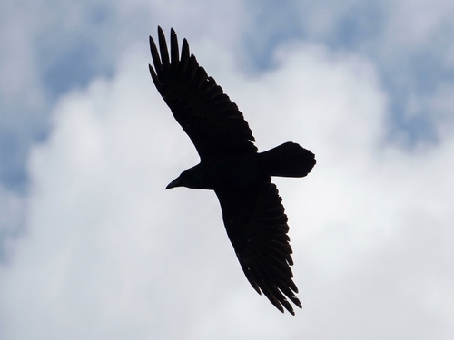Common Raven