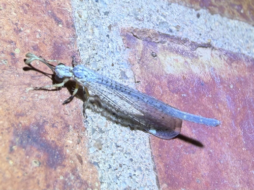 Clathroneuria coquilletti