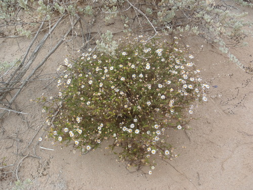 Image of Felicia hyssopifolia by (c) Nicola van Berkel, some rights reserved (CC BY-SA)