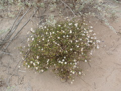 Felicia hyssopifolia